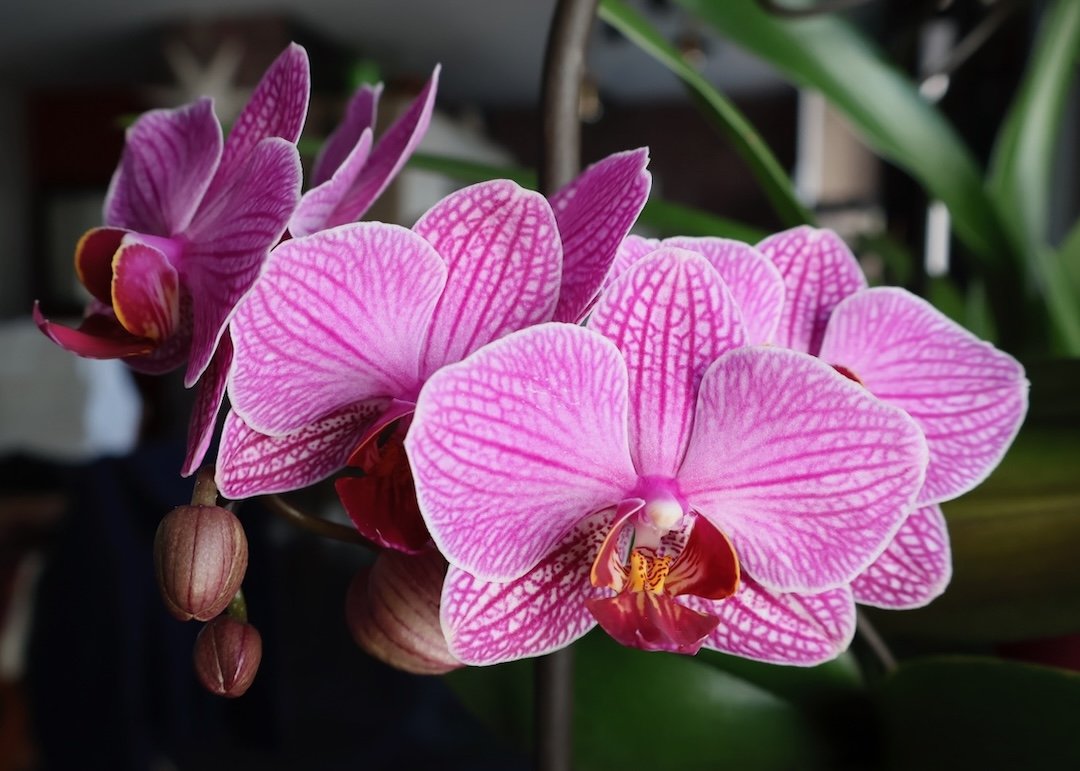 Mise en valeur de l'orchidée du mois